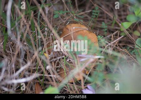 Close up view of an hidden 'Weeping Bolete' (Suillus collinitus), an edible mushroom found in pine forests. Stock Photo