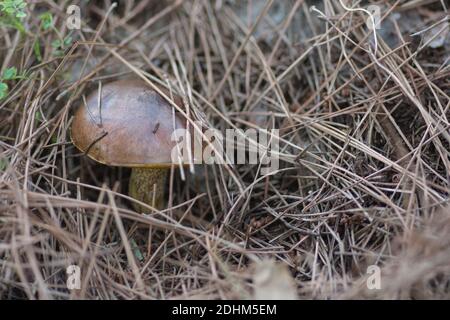 Close up view of an hidden 'Weeping Bolete' (Suillus collinitus), an edible mushroom found in pine forests. Stock Photo