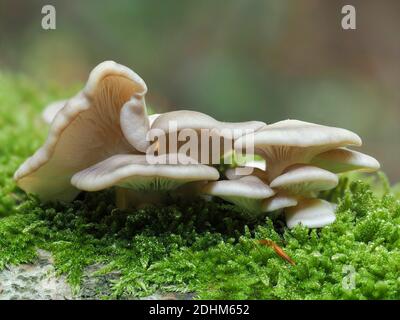 The Pale Oyster (Pleurotus pulmonarius) is an edible mushroom , stacked macro photo Stock Photo