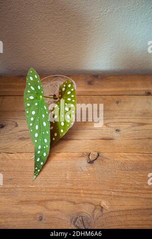 Begonia Maculata 'Wightii - Polka Dot Begonia Background, polka dot plant on wooden shelf house plant concept background Stock Photo