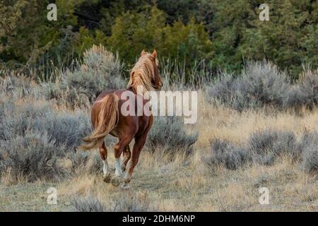 Feral horse running, part of a demonstration herd as a symbol of our cultural heritage, in the South Unit of Theodore Roosevelt National Park near Med Stock Photo