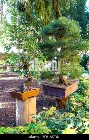 Bonsai trees on display in the garden of Erdeszeti Muzeum (Forestry Museum), Sopron, Hungary Stock Photo