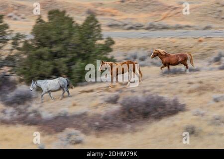 Feral horses running, part of a demonstration herd as a symbol of our cultural heritage, in the South Unit of Theodore Roosevelt National Park near Me Stock Photo
