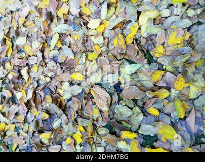 Close-up image of dry walnut leaves. Stock Photo