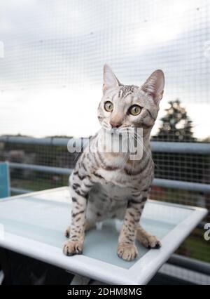 curious young black silver tabby rosetted bengal cat sitting on table outdoors on balcony in front of safety net looking