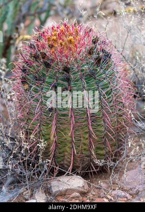 Fishhook Barrel cactus (Ferocactus wislizeni) from Superstition Mountains,  Arizona, USA Stock Photo - Alamy