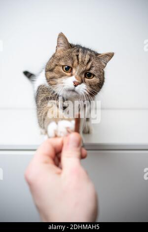 cat standing on drawer in front of white background with copy space. human hand of pet owner feeding holdinig treats Stock Photo