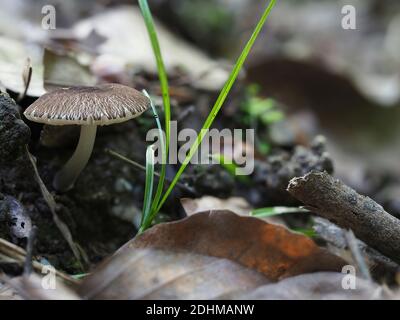 The Velvet Shield (Pluteus umbrosus) is an inedible mushroom , stacked macro photo Stock Photo