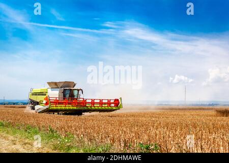 harvested, a combine harvester mows and processes grain in a field, separating grain and straw Stock Photo