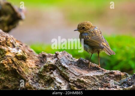 European robin (Erithacus rubecula) chick perched in a foresst Stock Photo