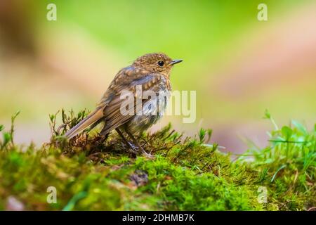 European robin (Erithacus rubecula) chick perched in a forest Stock Photo
