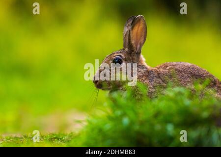 Closeup of a wild rabbit Oryctolagus cuniculus on the watch hiding in grass in a forest Stock Photo