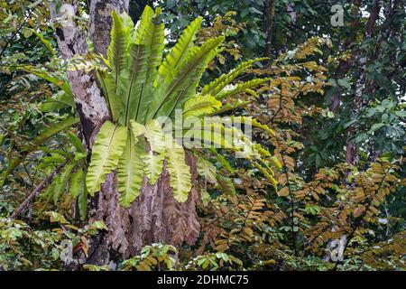 Bird's-nest fern (Asplidium sp.) from Deramakot Forest Reserve, Sabah, Borneo (Malaysia). Stock Photo