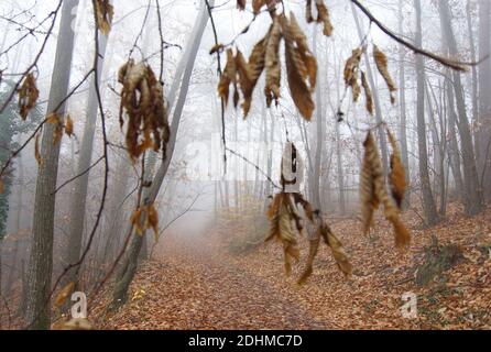foggy autumn forest, branch with leaves in front of a path - circle of life Stock Photo