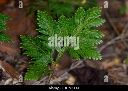 Spikemoss (Selaginella sp.) from the rainforest floor of Tabin, Sabah, Borneo (Malaysia). Stock Photo