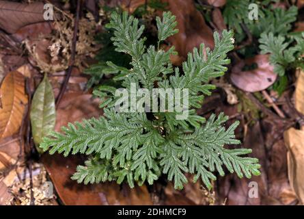 Spikemoss (Selaginella sp.) from the Amazon rainforest close to Cristalino River, Mato Grosso, Brazil. Stock Photo