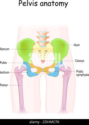 vector illustration of a Diagram of the pelvic girdle labeled Stock Vector
