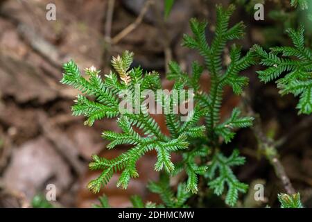 Spikemoss (Selaginella sp.) from the rainforest of Andasibe-Mantadia, eastern Madagascar. Stock Photo