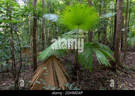 Round-leaf fountain palm (Saribus rotundifolius) from Tangkoko National ...