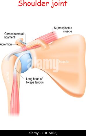 shoulder joint anatomy. Bones (Scapula, Humerus, Coracoid process, Acromion , Muscle (Biceps, Supraspinatus) and ligament (Coracohumeral) Stock Vector