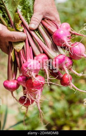 Alabama Mt. Mount Laurel Grow Farm organic farming,hands holding turnips, Stock Photo