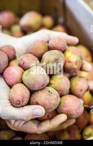Alabama Mt. Mount Laurel Grow Farm organic farming,hands holding new potatoes, Stock Photo