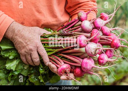 Alabama Mt. Mount Laurel Grow Farm organic farming,hands holding turnips, Stock Photo