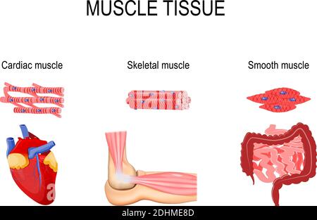 Types of muscle tissue. Skeletal muscle (elbow joint), smooth (gastrointestinal tract) and cardiac muscle (heart). Human internal organs Stock Vector