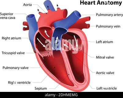 Vector anatomical illustration of Heart, Part of Human Organic Stock