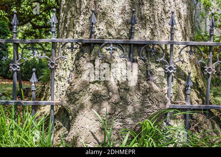 Alabama Decatur Walking Tour Old Decatur New Albany Historic District,tree grown over wrought cast iron fence, Stock Photo