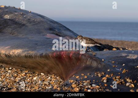 Ruddy Turnstone (Arenaria interpres) feeding on dead Sperm Whale Whales Norfolk December 2020 Stock Photo