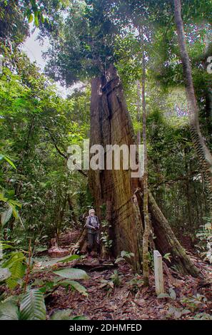 Giant tree in the rainforest of Deramakot, Sabah, Borneo (Malaysia). Stock Photo