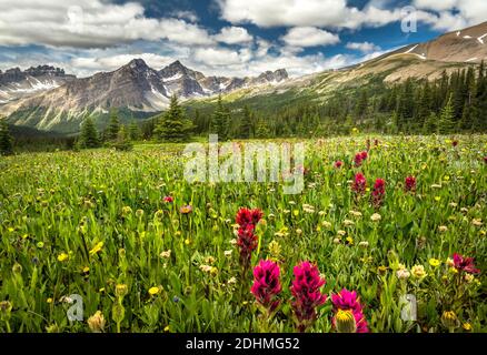 wildflowers Blooming by the Devon Lakes Route Stock Photo