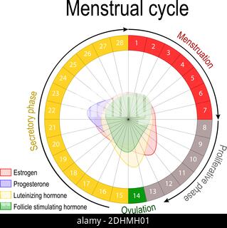Menstrual cycle and hormone level. Ovarian cycle: follicular and luteal phase. Bleeding period and ovulation. Circular flow chart. Vector diagram Stock Vector