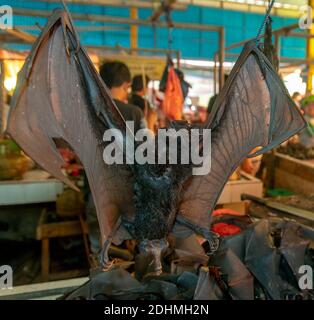 Flying foxes (bats) for sale at Tomohon extreme market, Minahasha, north Sulawesi. Indonesia. Stock Photo