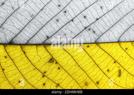 Demonstrating trendy colors of year 2021 - Gray and Yellow. Texture of autumn old leaf in trendy colors leaf with brown spots. Macro. Stock Photo