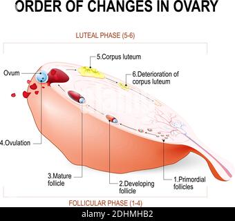 Menstrual cycle. Luteal and Follicular phase. Growing follicle, Oocyte and  Corpus luteum. From Menses and Proliferative phase, to Ovulation Stock  Vector Image & Art - Alamy
