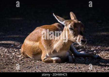 Blackbuck antilope cervicapra indian antelope female lying on the ground and relaxing Stock Photo
