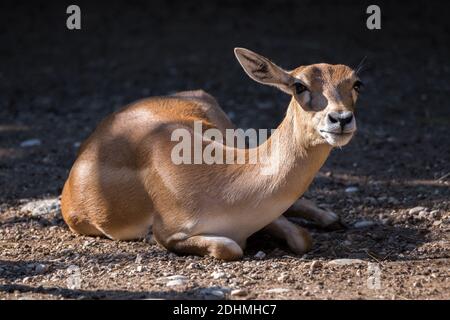 Blackbuck antilope cervicapra indian antelope female lying on the ground and looking at the camera Stock Photo