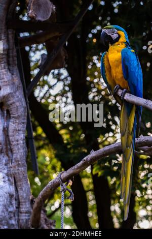 Blue and yellow Macaw Ara Ararauna perched on tree branch in a forest Stock Photo