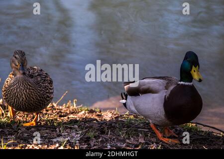 Couple of mallard ducks Anas Platyrhynchos getting out of the water on the shore Stock Photo