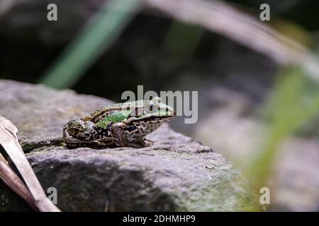 Green  Pool Frog Rana Lessonae resting on a stone on the shore Stock Photo