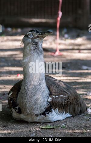 Kori Bustard Ardeotis Kori resting on gravel ground with white eye Stock Photo