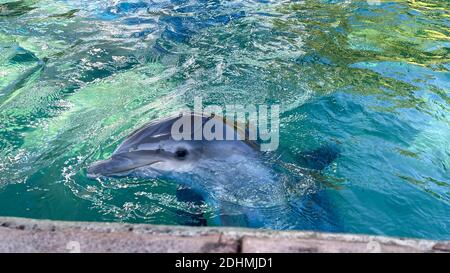 Dolphin swimming in Blue Water at a zoo. Stock Photo