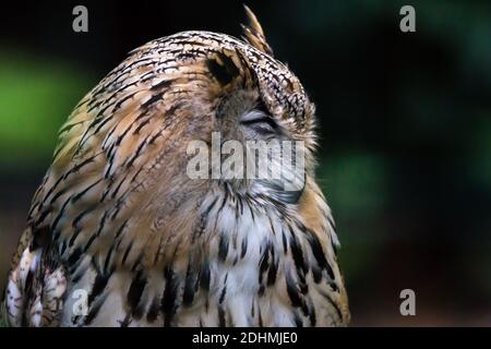 Siberian Eagle owl Bubo Bubo Sibiricus with eyes closed in the forest profile portrait close up Stock Photo