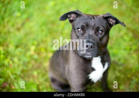 A cute black and white Pit Bull Terrier mixed breed puppy looking up at the camera Stock Photo