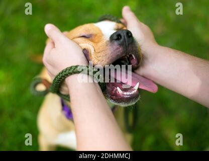 A person petting a happy Pit Bull Terrier mixed breed dog with its eyes closed and a happy expression on its face Stock Photo