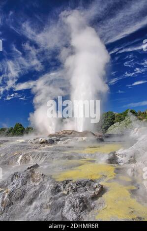 Prince of Wales Feathers geyser erupting, Te Puia Thermal Valley, Rotorua, Bay of Plenty Region, North Island, New Zealand Stock Photo