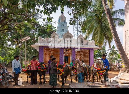 Kamalapur, Karnataka, India - November 4, 2013: Mahishasura buffalo Puja n front of Durga-Kali temple. farmers with their animals in a row. Stock Photo