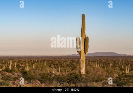 Morning scene from Picacho Peak State Park with csaguaro cactus and and other desert shrubs. I March 2020. Stock Photo